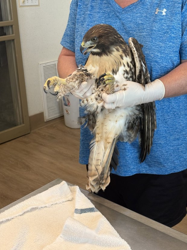 A young red-tailed hawk is recovering after it was struck by a vehicle near Niwot Road and Colorado 119 in Boulder County. (Courtesy of the Boulder County Sheriff's Office)