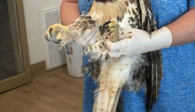 Rescued hawk recovering after being struck by vehicle in Boulder County