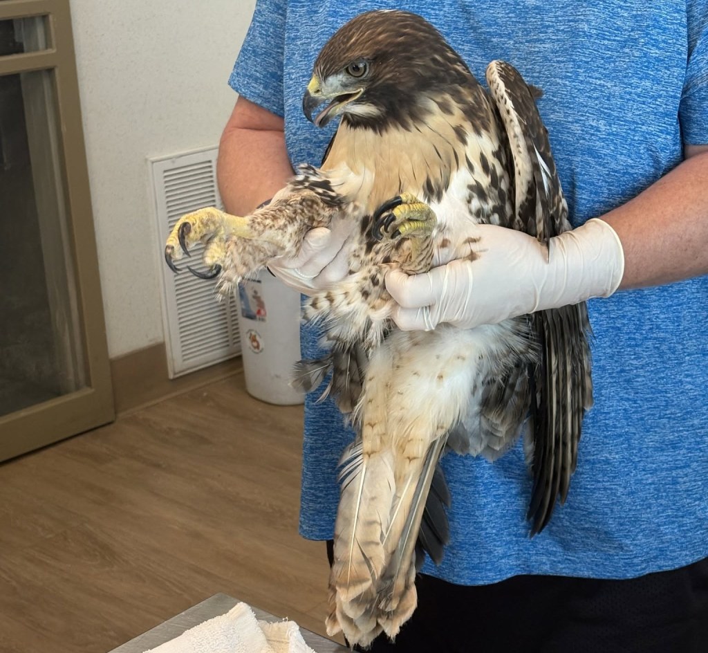 Rescued hawk recovering after being struck by vehicle in Boulder County