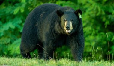 Bears spotted 7,300 times in CT so far this year