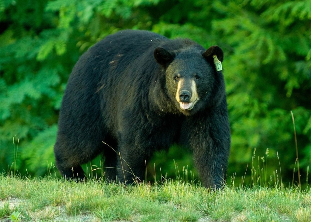 Bears spotted 7,300 times in CT so far this year