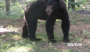 Black bear returns to neighborhood near Cabool, Mo.