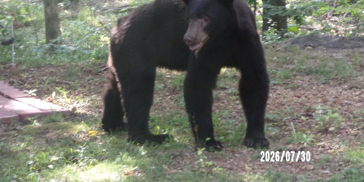 Black bear returns to neighborhood near Cabool, Mo.