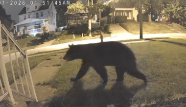 Black bears caught on camera in Beachwood, Pepper Pike and Garfield Heights