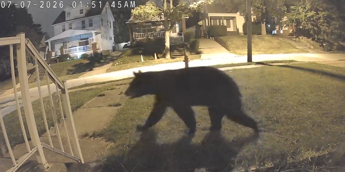 Black bears caught on camera in Beachwood, Pepper Pike and Garfield Heights