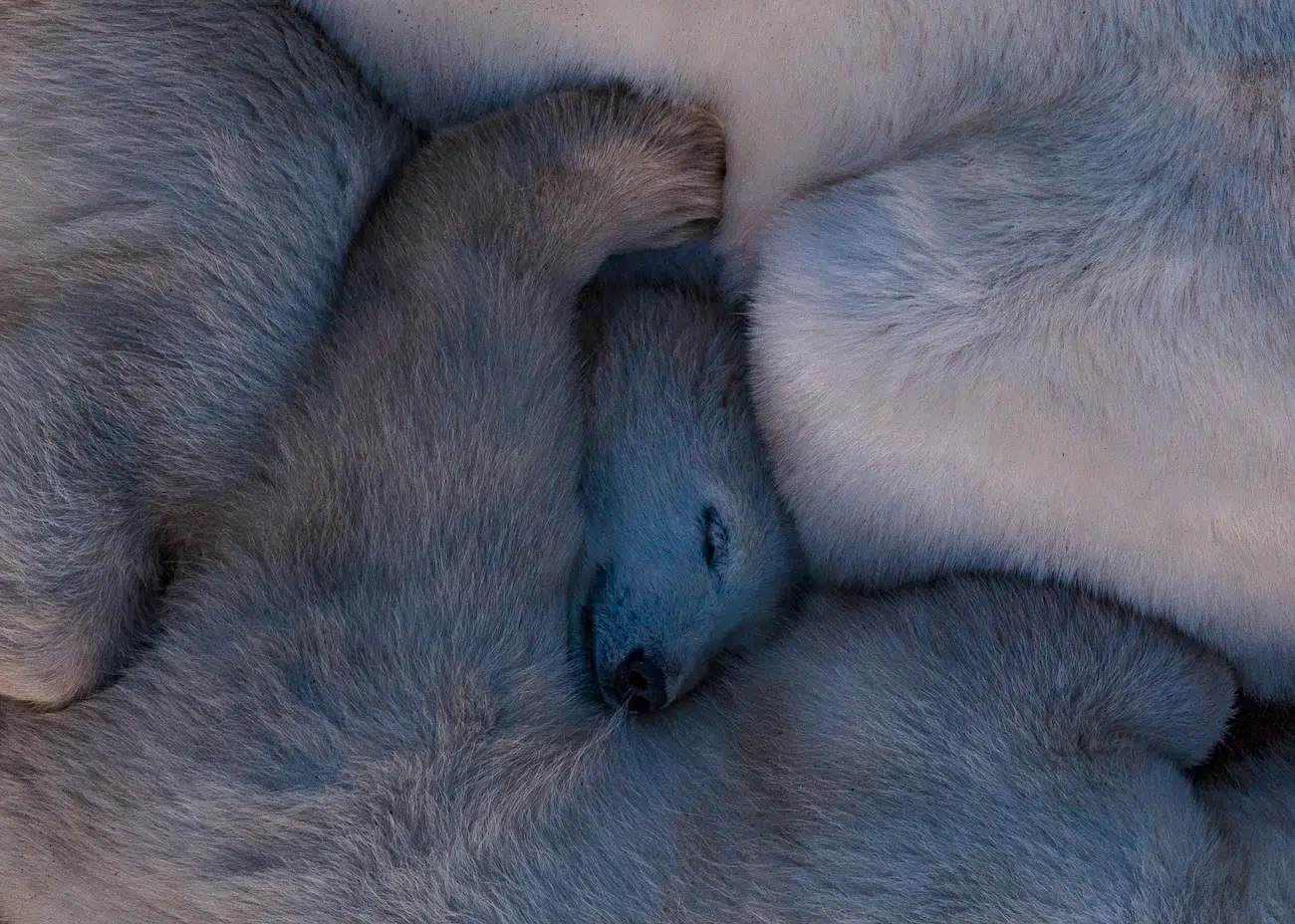 Siena International Photo Awards Festival Nominees