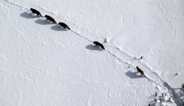 Yellowstone’s oldest wolf pack, Mollie’s Pack, leaves the park, raising fears for its future