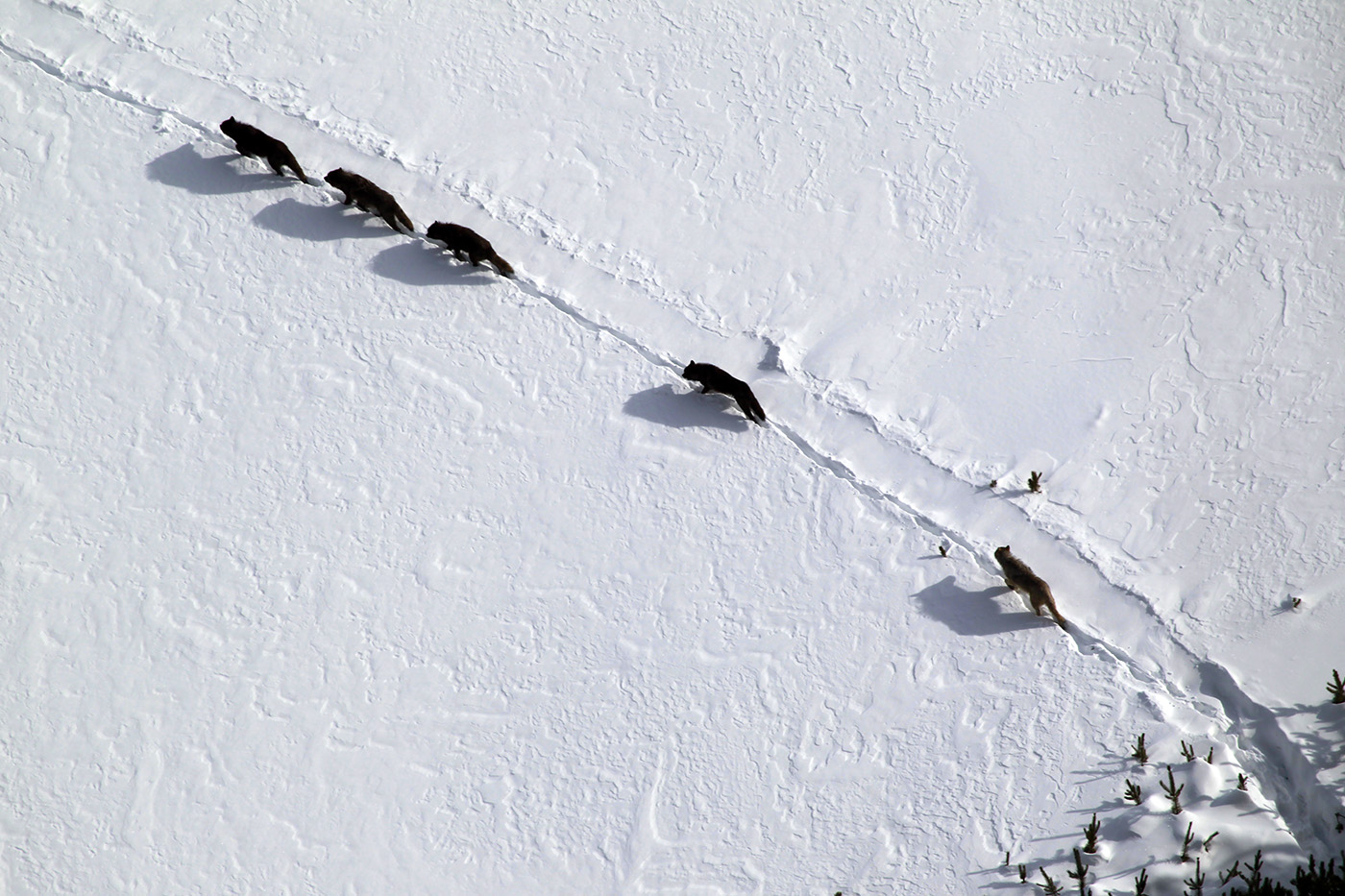 Yellowstone’s oldest wolf pack, Mollie’s Pack, leaves the park, raising fears for its future