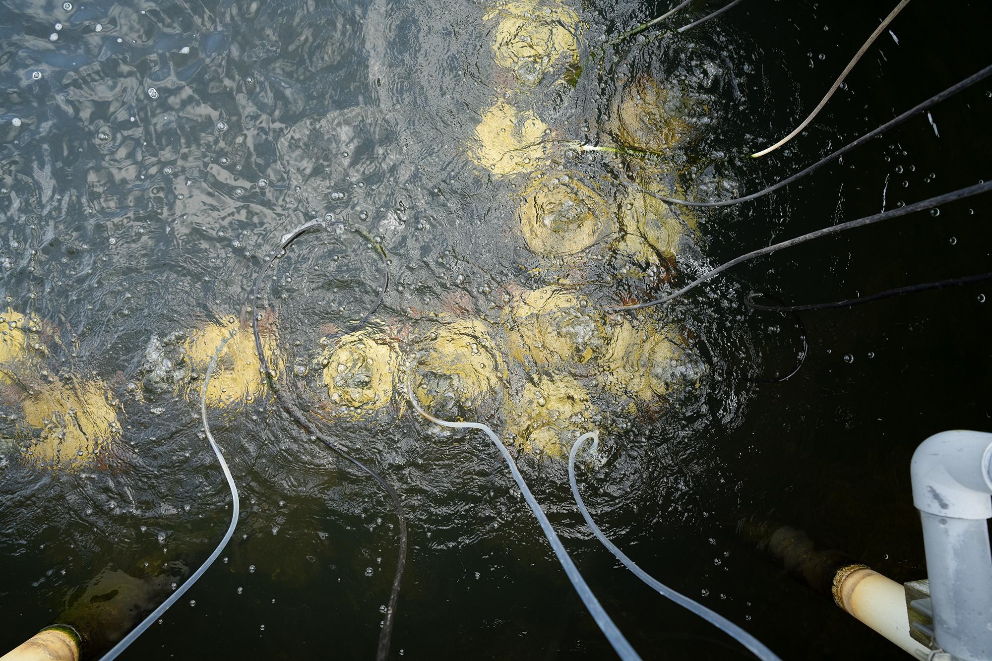 Buckets full of mussels submerged underwater in a pond at AABC.