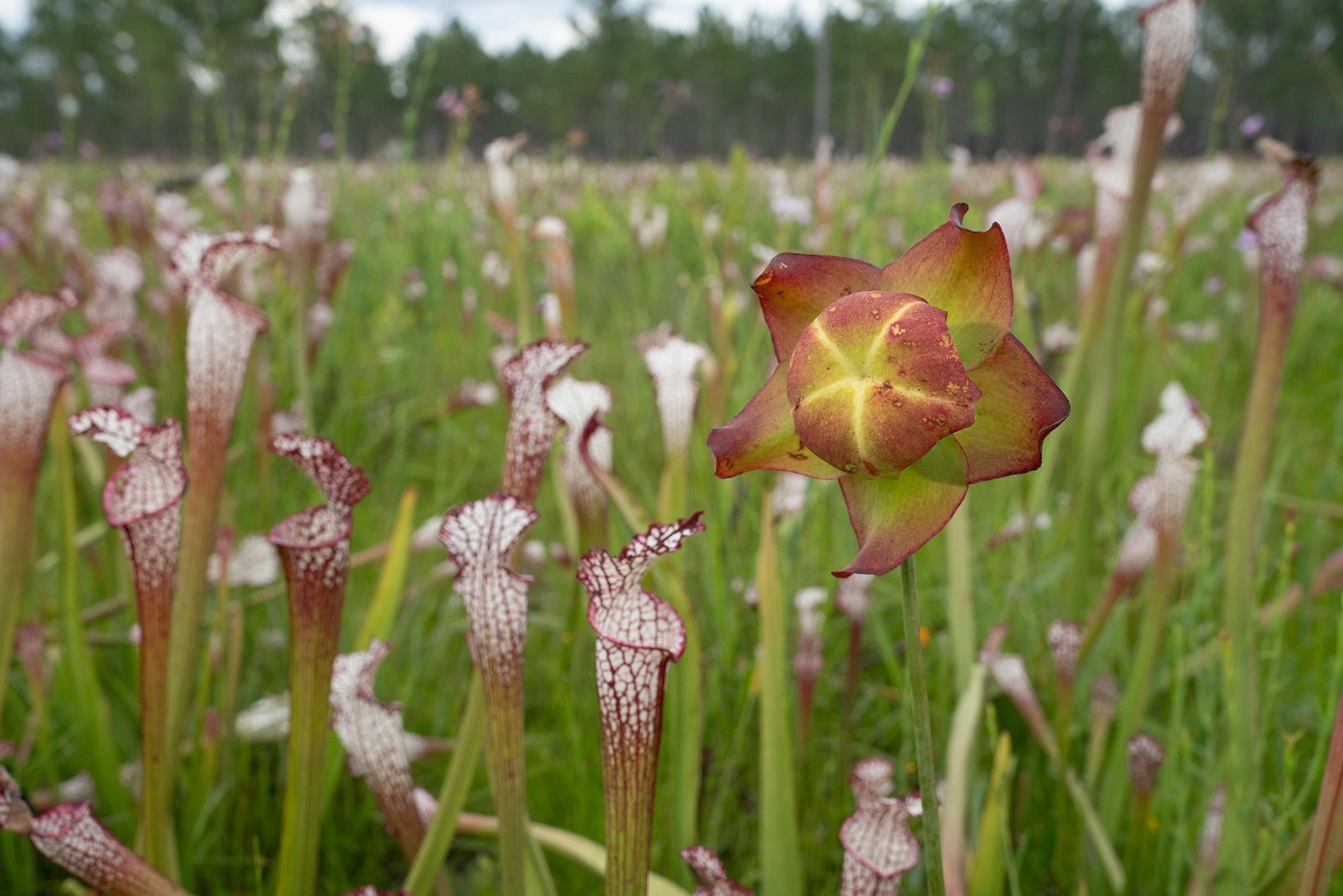 Red and white pitcher plants amid green grasses.