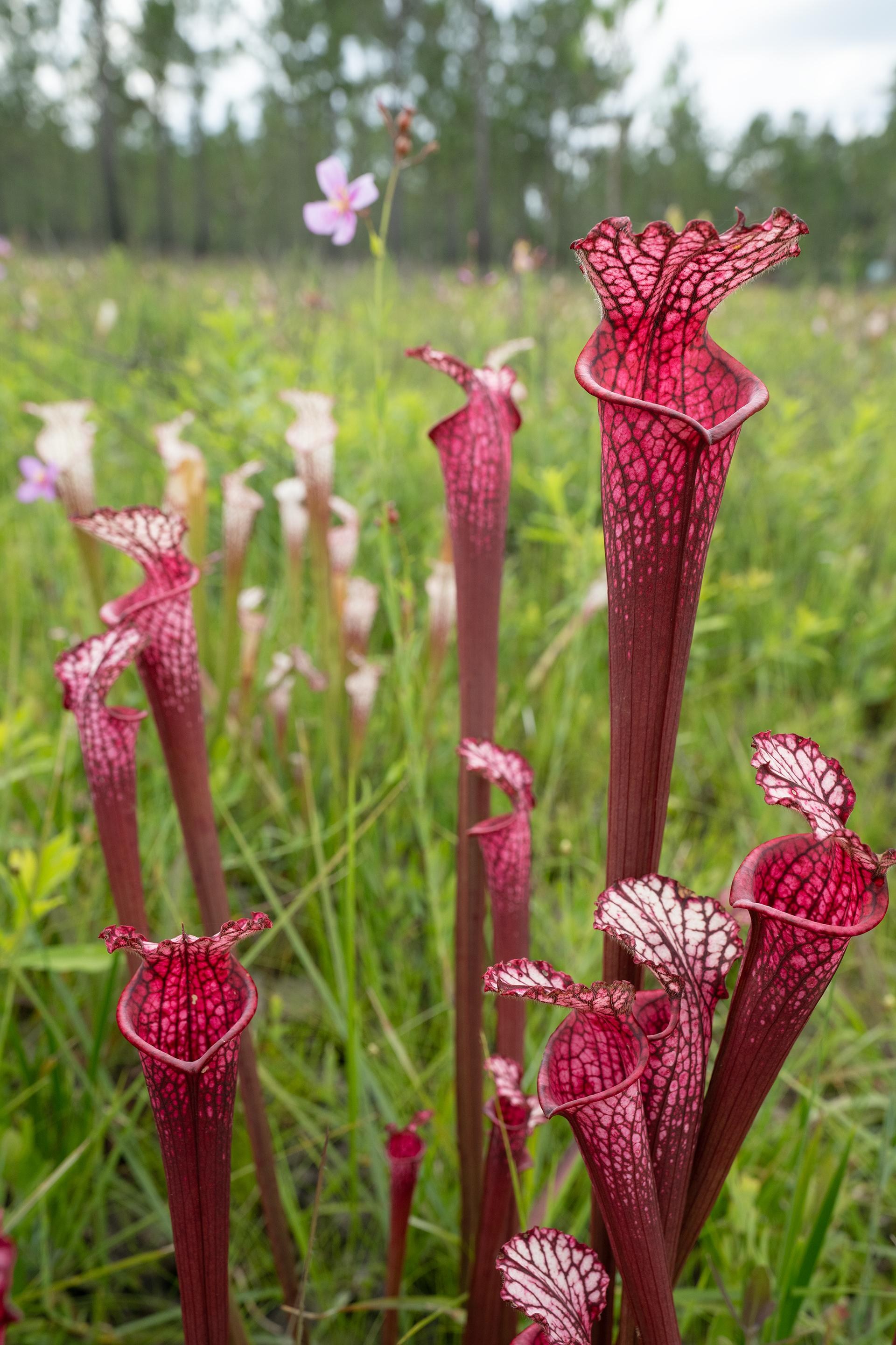 Red lacy pitcher plants.