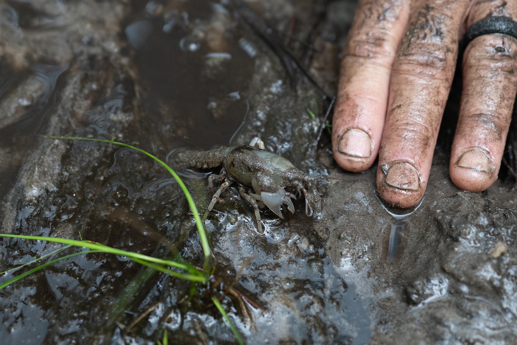 A man’s hand, covered in dirt, rests next to a small pale crayfish in muddy water.