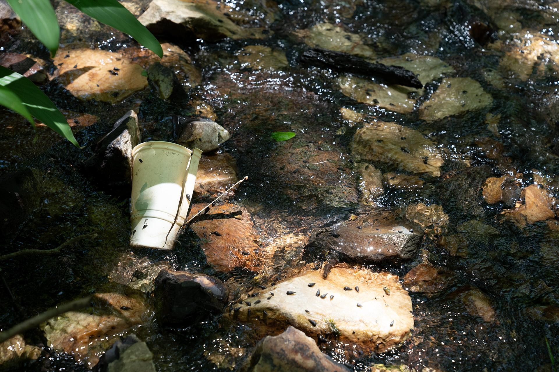 A clear-running stream flows over rocks, with dozens of snails on the rocks, and a broken plastic cup on the streambank.
