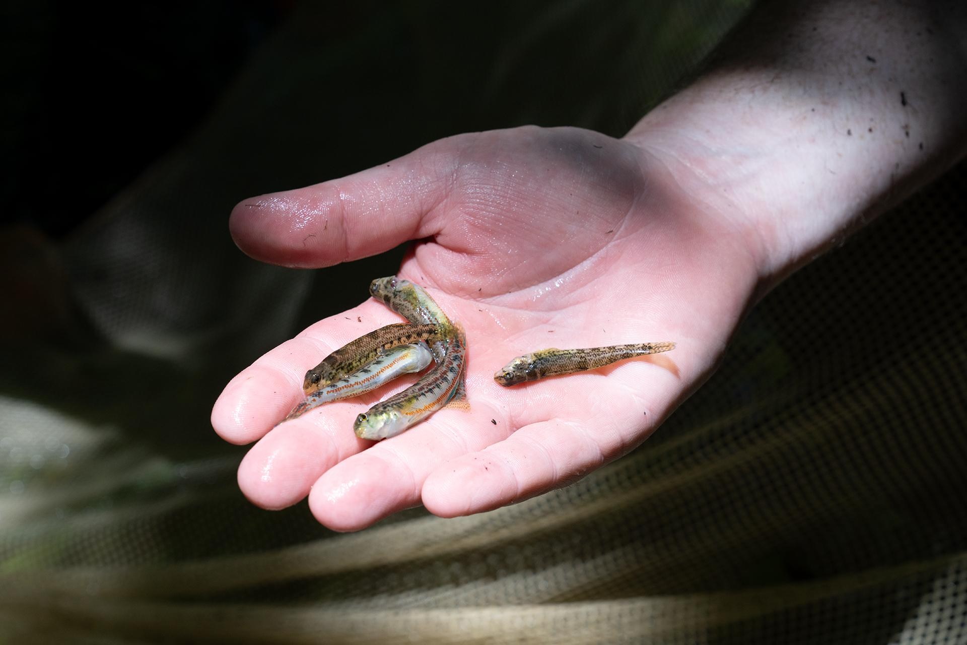 Three small striped fish lie in a person’s hand.