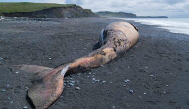 Gray whales are washing up dead in large numbers along the Pacific Coast