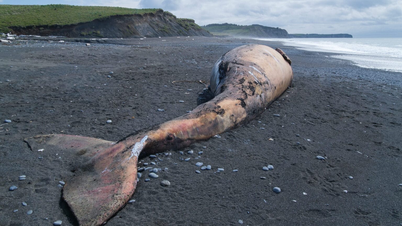 Gray whales are washing up dead in large numbers along the Pacific Coast