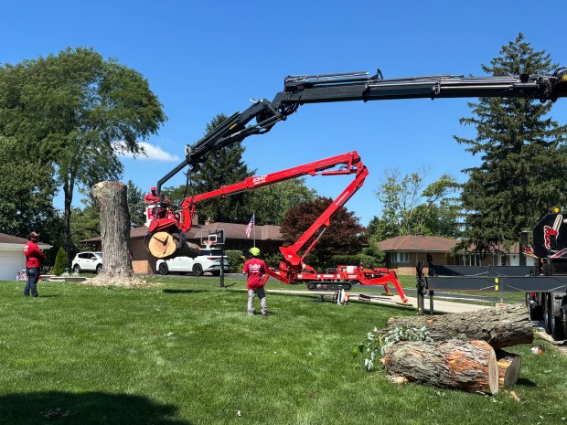 Workers clean up fallen trees in Tinley Park on July 6, 2026, following severe thunderstorms over the weekend. (Evy Lewis/Daily Southtown)