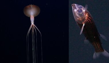 A long-armed deep-sea squid floats vertically on the left, while a shiny, dark-scaled fish with large eyes appears on the right, both set against a dark background.