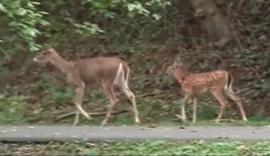 Calling all deer hunters: Mass. warns of overpopulation’s impacts – NBC Boston