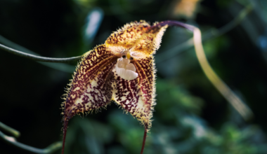Dracula Orchid: The Gothic-Looking Flower That Poachers Can't Get Enough of : ScienceAlert