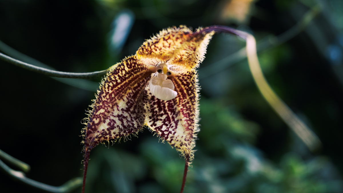 Dracula Orchid: The Gothic-Looking Flower That Poachers Can't Get Enough of : ScienceAlert