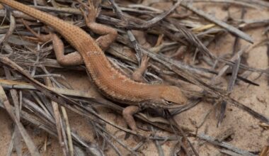 Texas lizard’s U.S. endangered status ends amid Paxton lawsuit