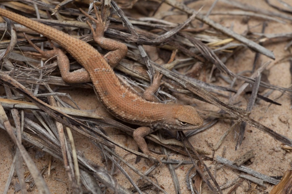 Texas lizard’s U.S. endangered status ends amid Paxton lawsuit
