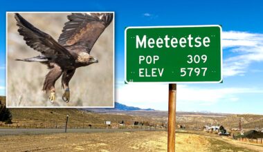 Bighorn Basin Golden Eagle Hit By Car And Lead Poisoning Now Raising Young