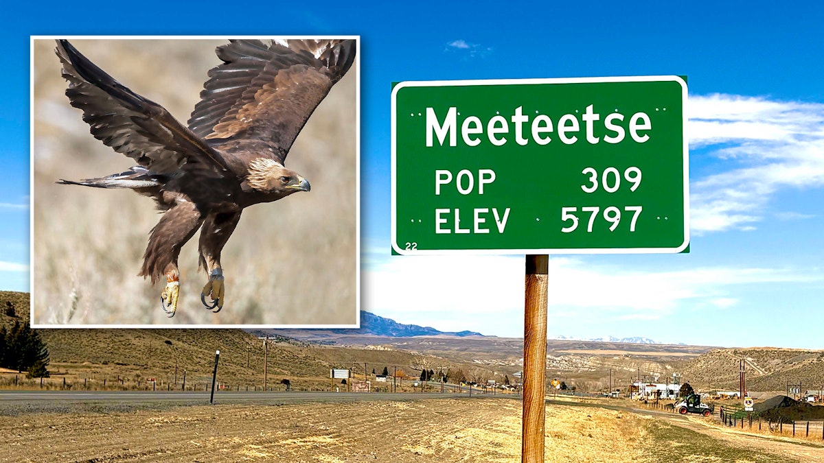 Bighorn Basin Golden Eagle Hit By Car And Lead Poisoning Now Raising Young