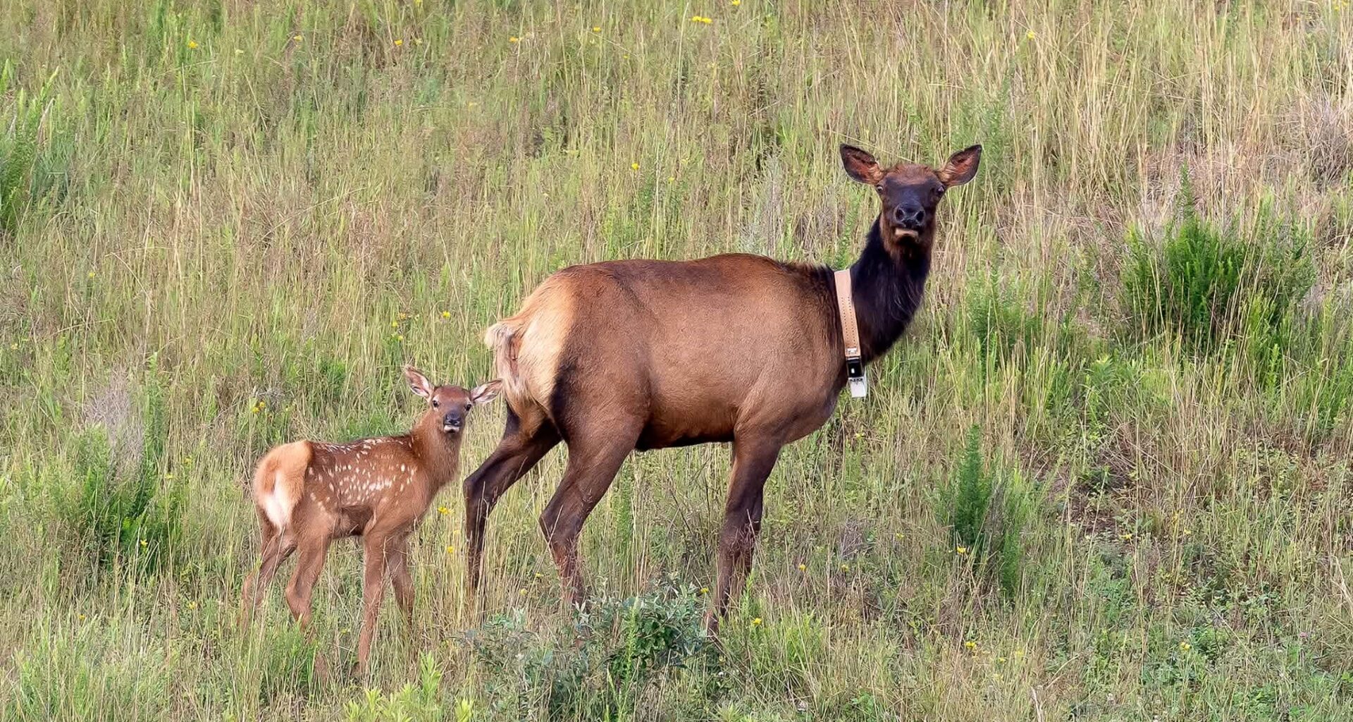 New elk calves starting to appear on Tomblin WMA