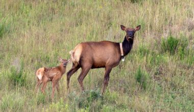 New elk calves starting to appear on Tomblin WMA