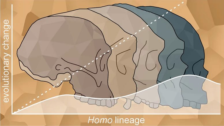 Evolutionary Trends of Increasing Brain Size and Facial Reduction