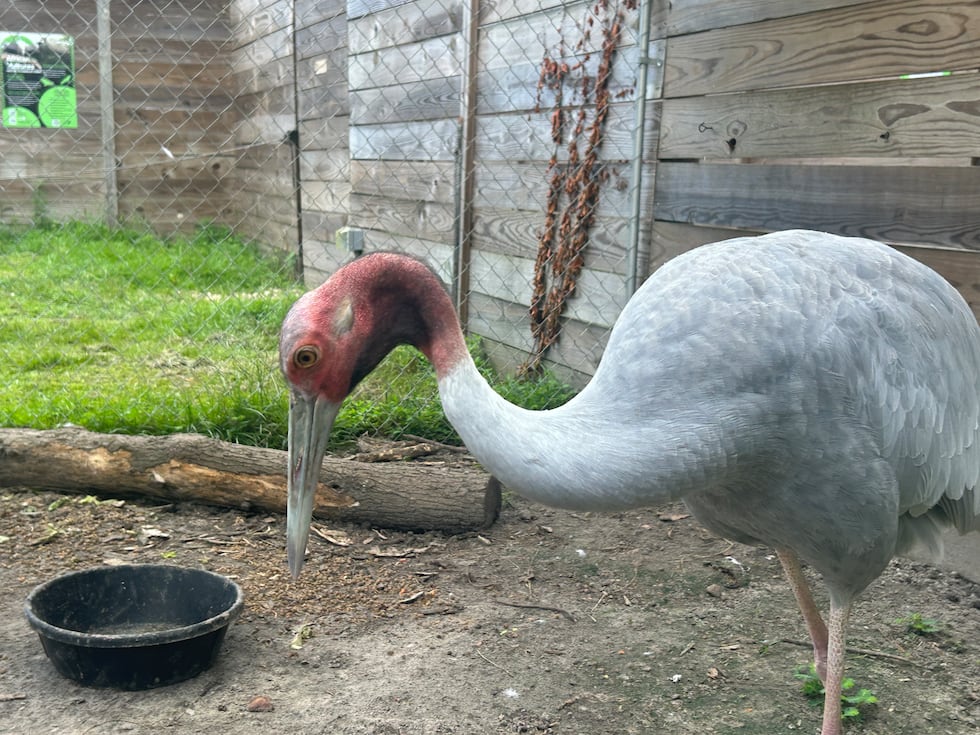 Tara - a one year old Sarus Crane - is now five feet tall.