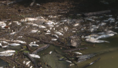 Up to 20K fish killed following dam failure connected to contaminated creek; Napoleon addresses water safety