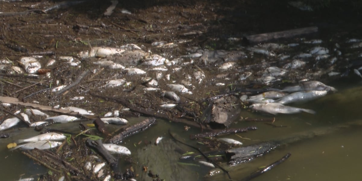 Up to 20K fish killed following dam failure connected to contaminated creek; Napoleon addresses water safety