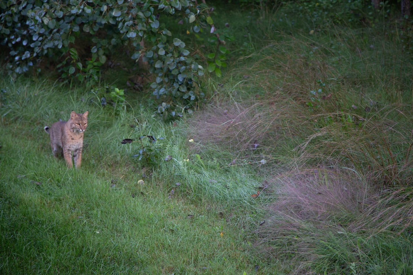 A bobcat in Wayland.