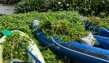 ‘Concerning’: Invasive species threatens lilies along Catawba River