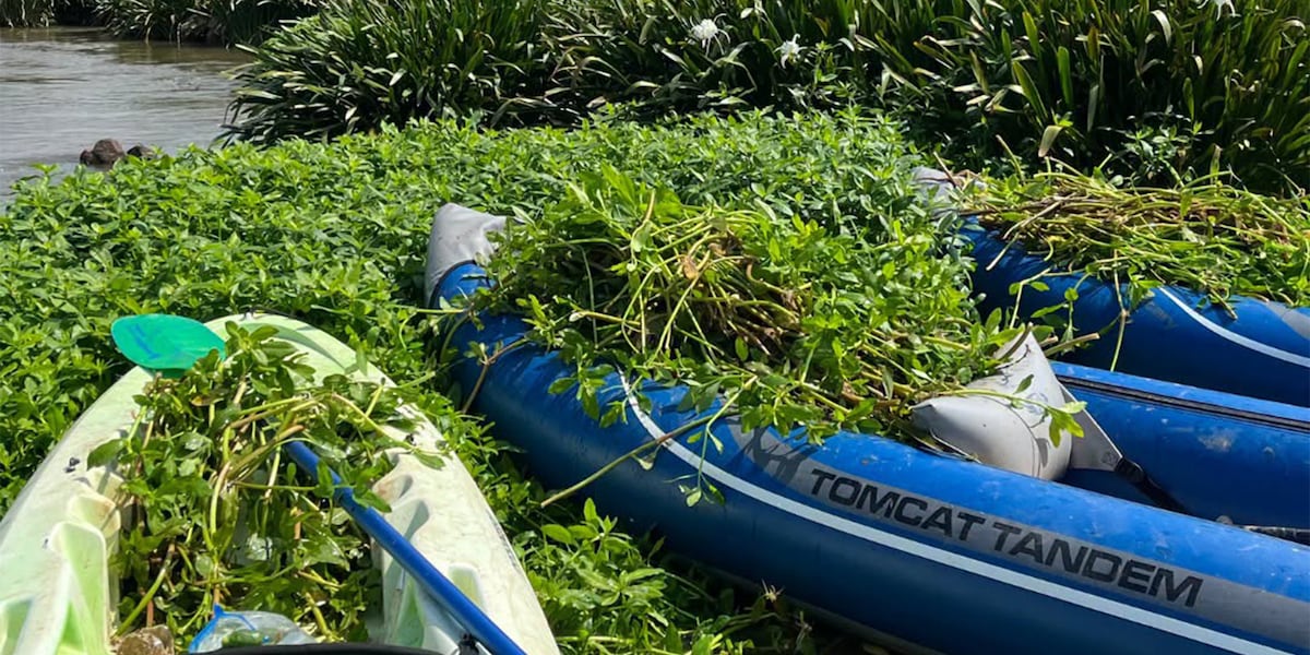 ‘Concerning’: Invasive species threatens lilies along Catawba River