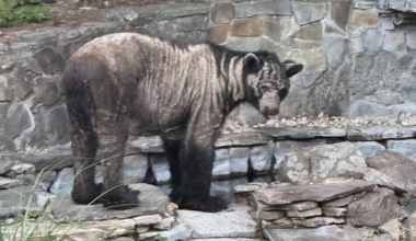 Black bear mange sightings surge in Southwest Virginia