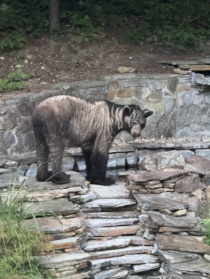 Black bear mange sightings surge in Southwest Virginia