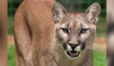 Possible mountain lion sighting reported near residential homes in Mapleton