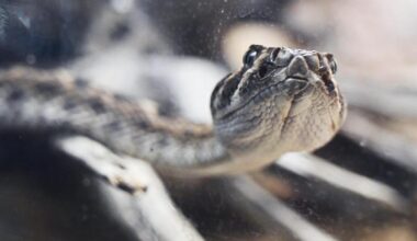 Where are CA rattlesnakes hotspots? Carrizo Plain on list