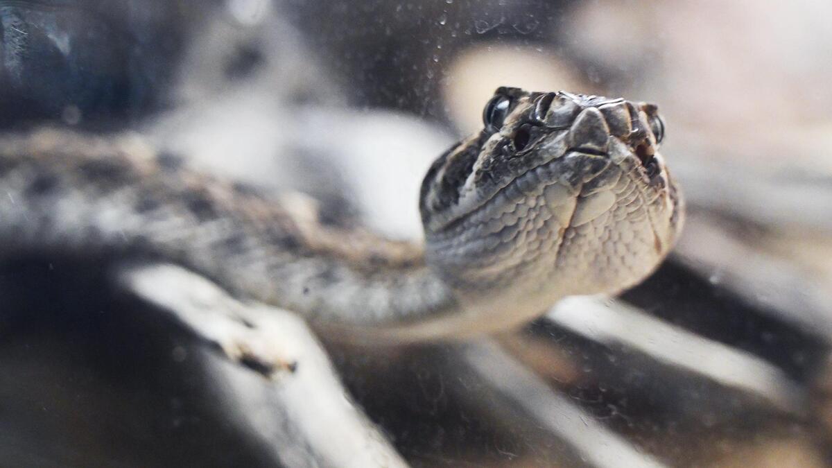 Western Diamondback Rattlesnakes are found in the Carrizo Plain National Monument in San Luis Obispo County. Western Diamondback Rattlesnakes are found in the Carrizo Plain National Monument in San Luis Obispo County.