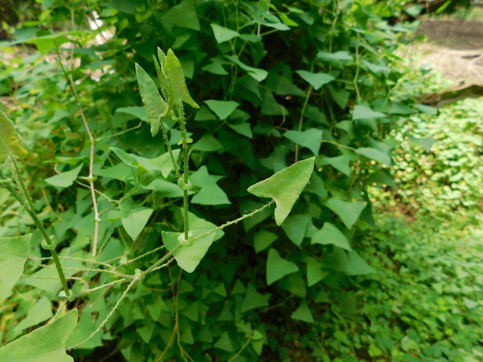 The mile-a-minute weed vine is distinguished by its triangular leaves and recurved barbs along...