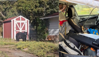 Manitou Springs police, fire department respond to remove bear trapped in vehicle