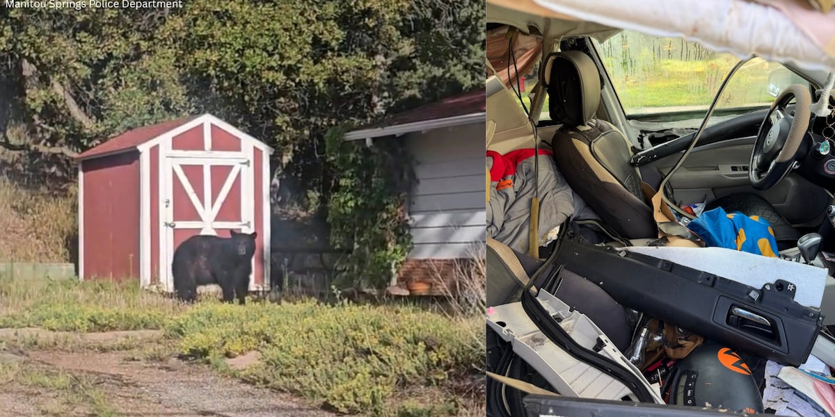 Manitou Springs police, fire department respond to remove bear trapped in vehicle
