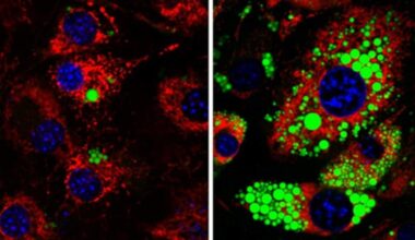 Turning Off One Protein Made Mice Immune to Obesity. Scientists Just Tested It on Human Cells : ScienceAlert