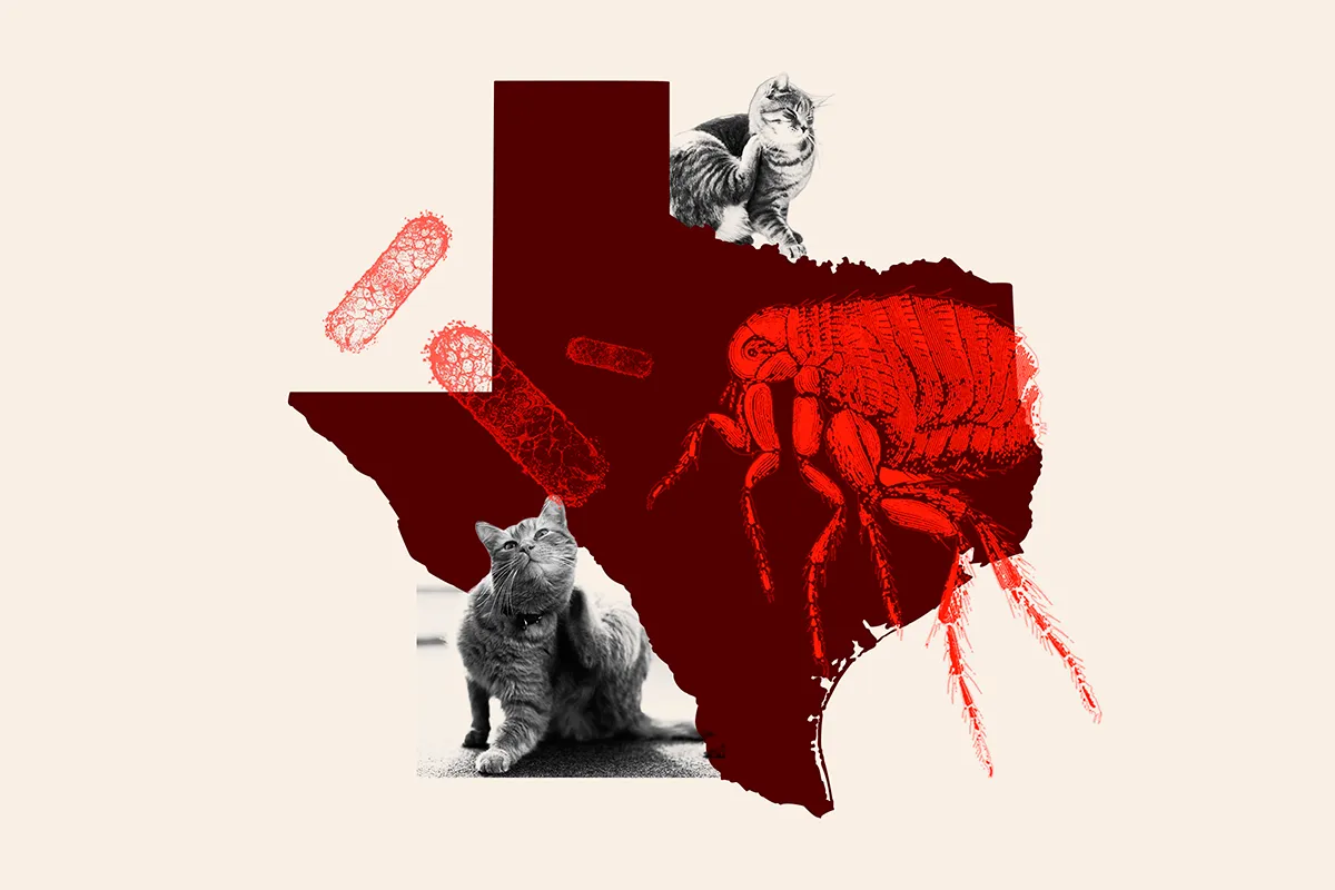 A Newsweek illustration depicting the resurgence of murine typhus.