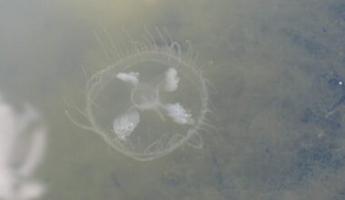 Jellyfish in Idaho? Rare sighting made in freshwater pond in Star
