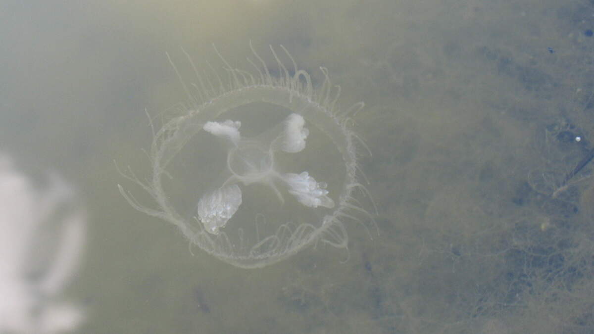 Jellyfish in Idaho? Rare sighting made in freshwater pond in Star